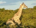 Girraffe gliding above the trees at sunset
