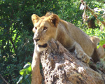 Lion relaxing on a rock 